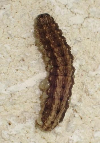 Eulophus sp.